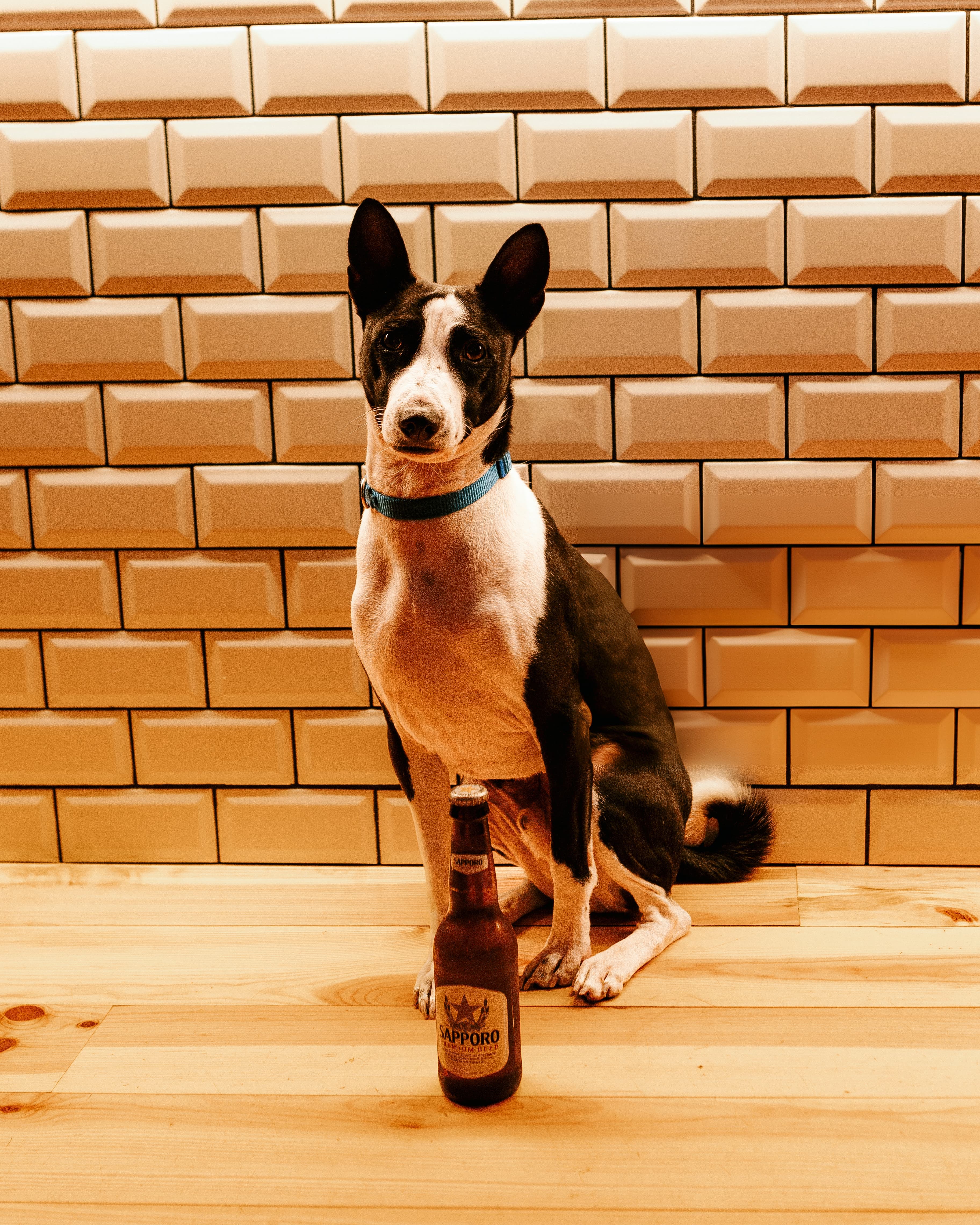 Ramen Break - Pets are welcome